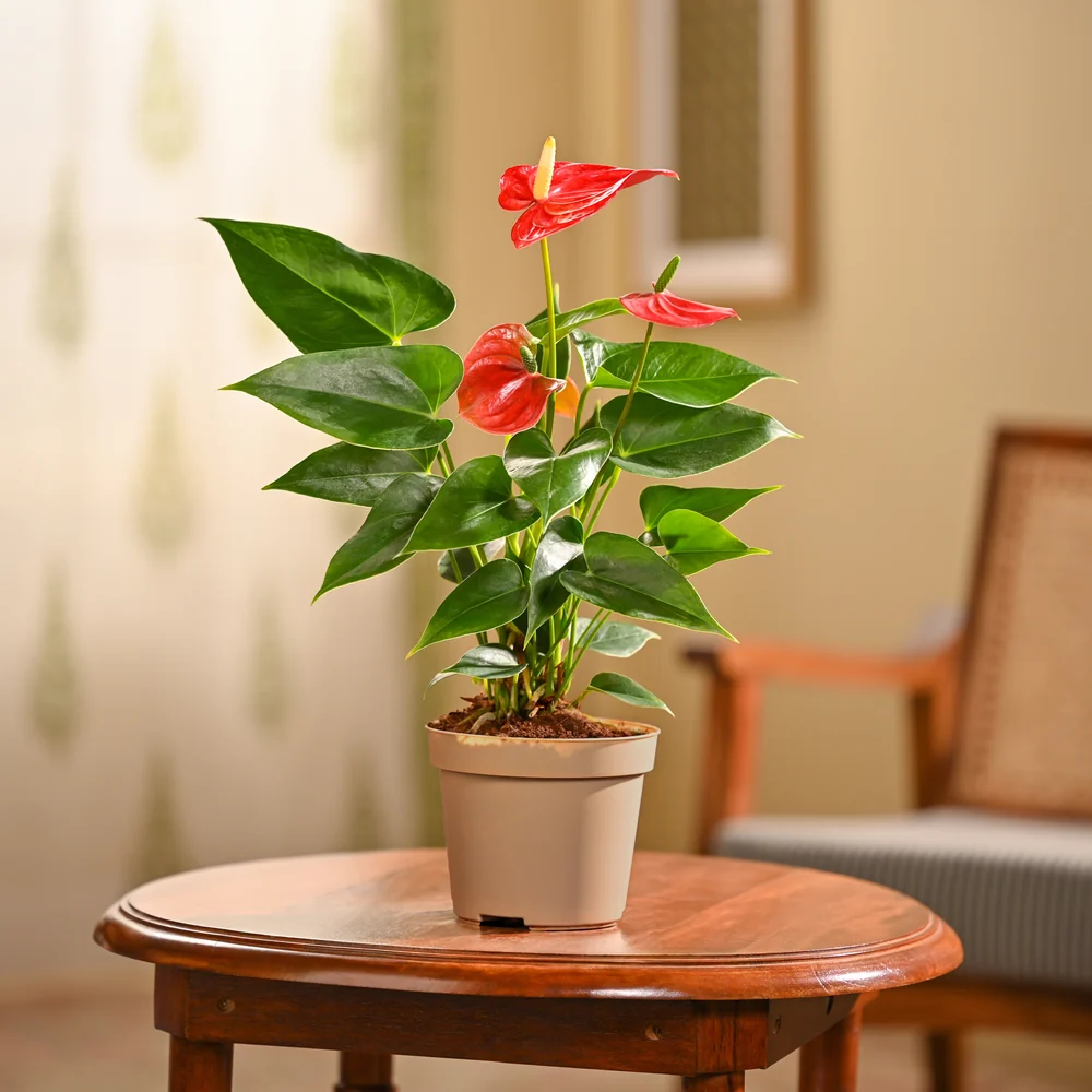 Anthurium