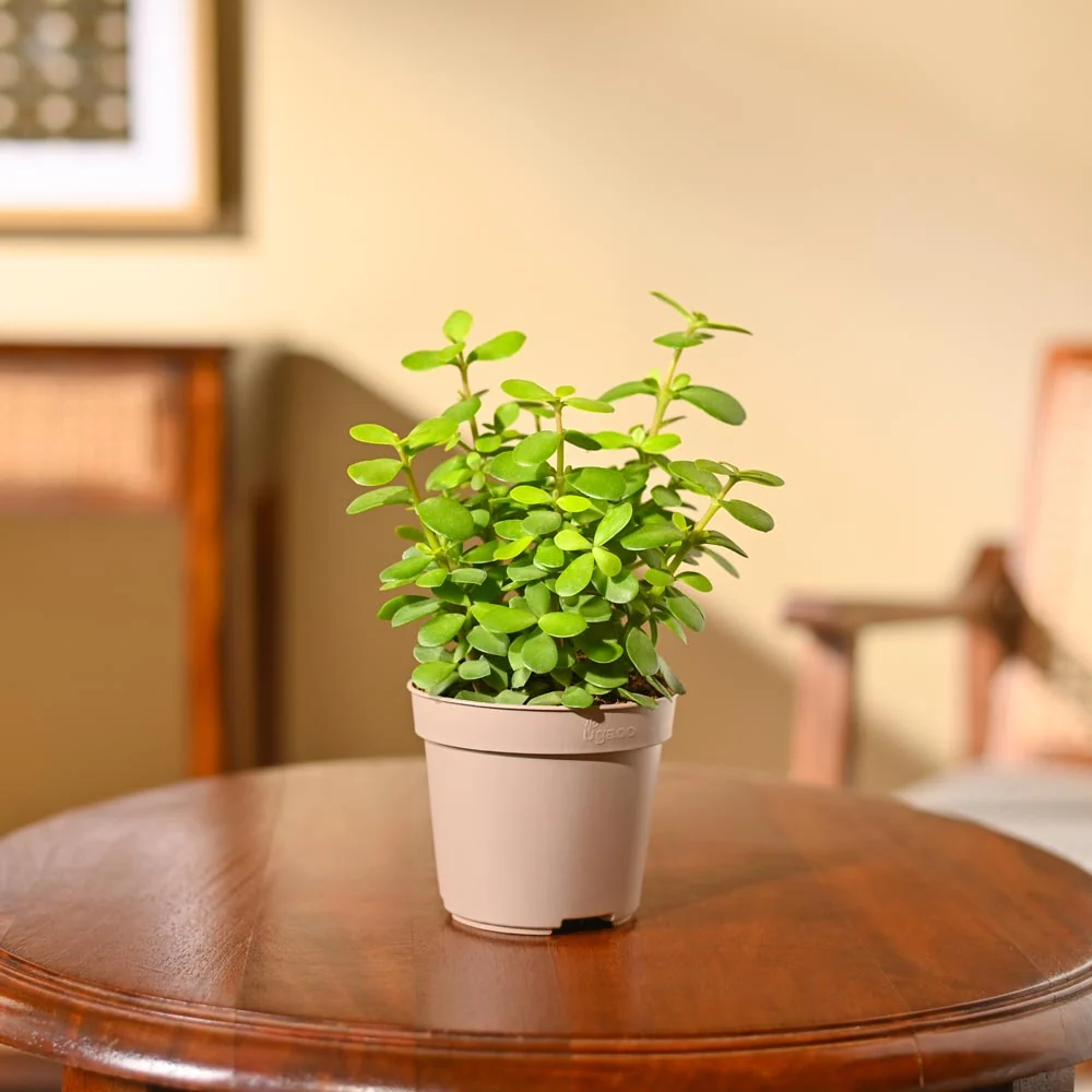Jade Mini  plant