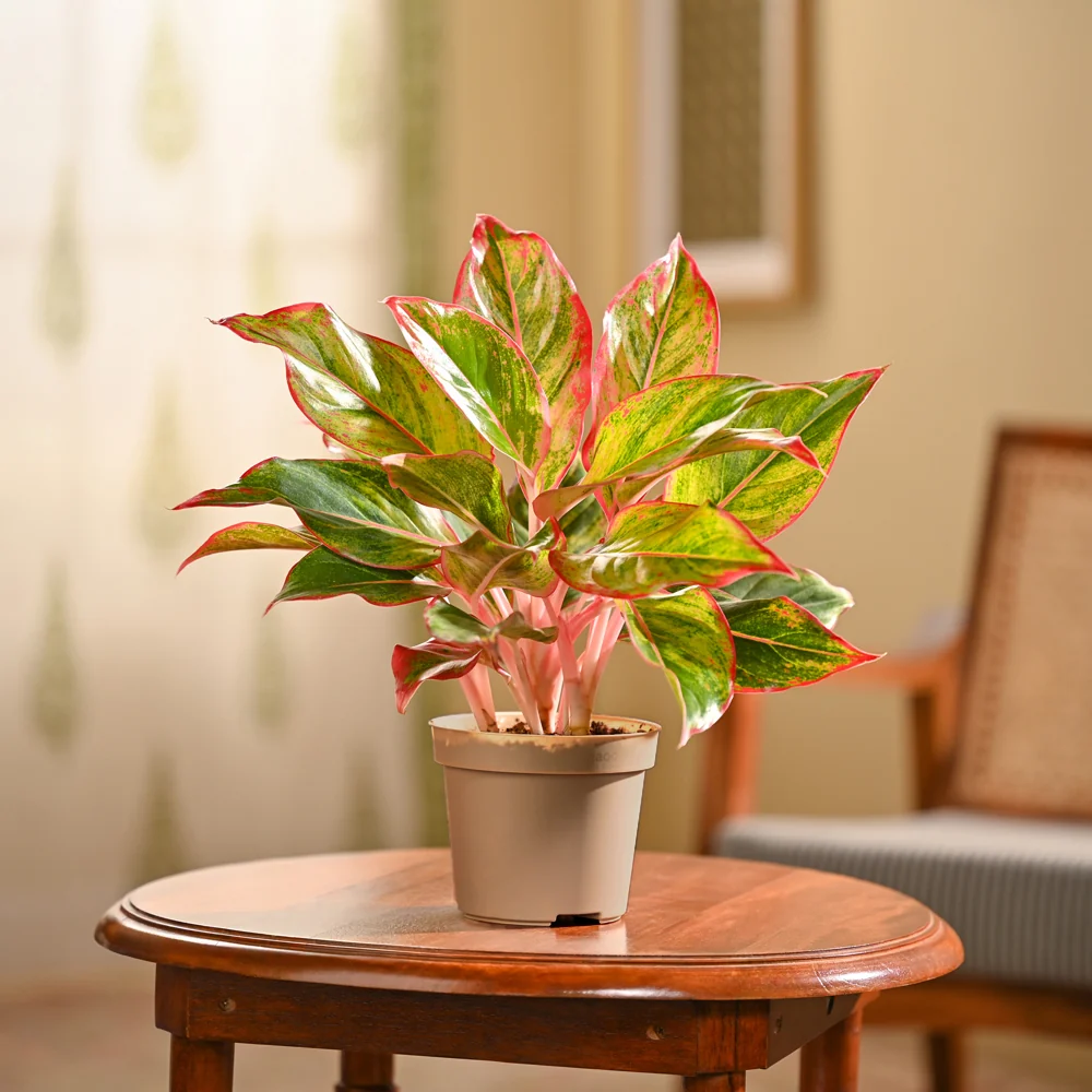 Aglaonema Red Plant