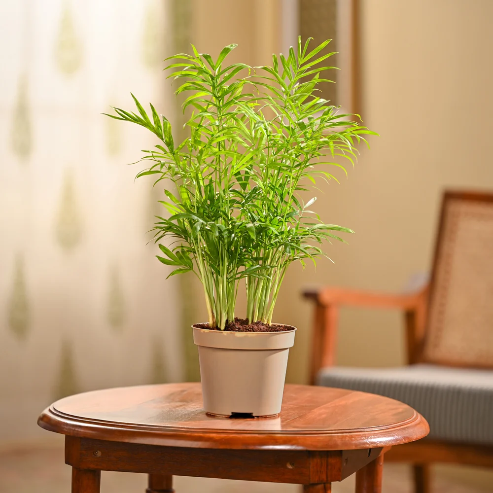 Bamboo Palm Plant