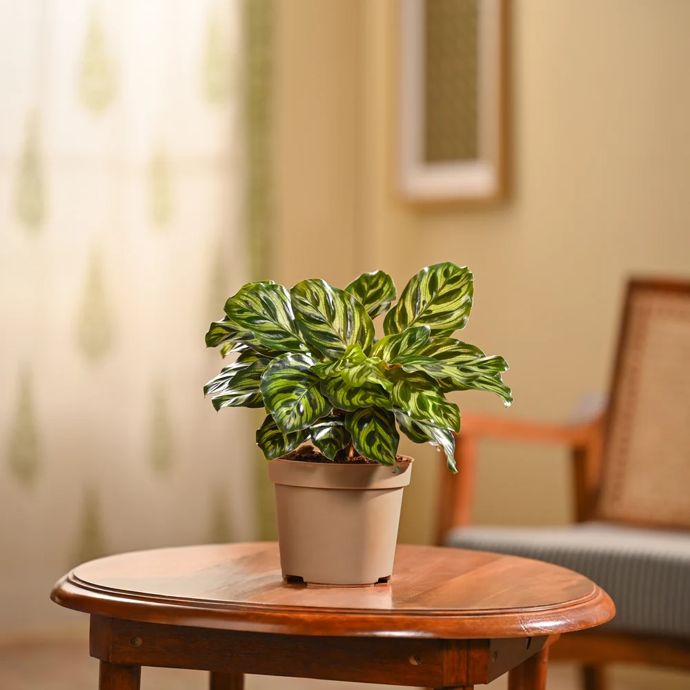 Peacock Plant