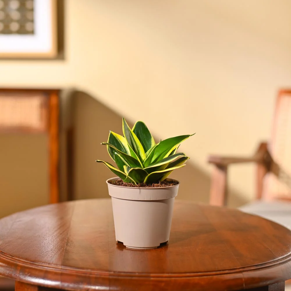 Snake Plant Golden