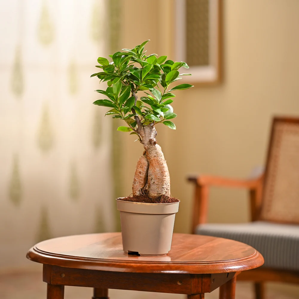 Bonsai plant