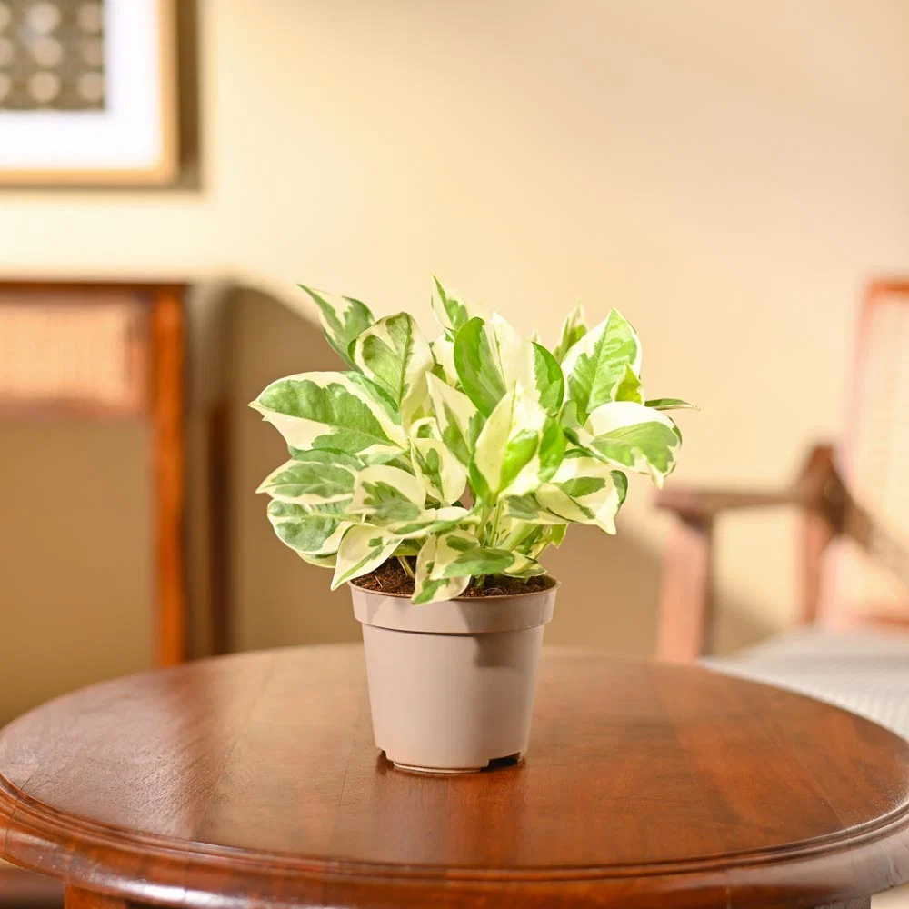 Money Plant “N”Joy