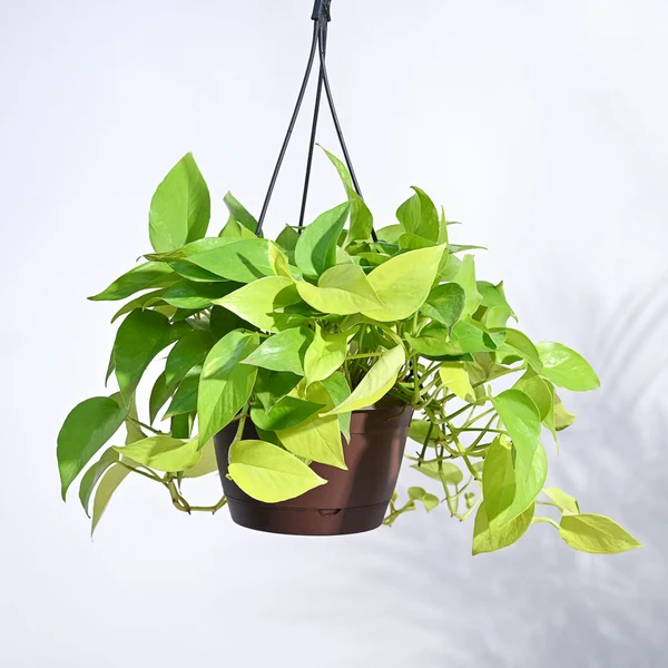 Hanging golden money plant