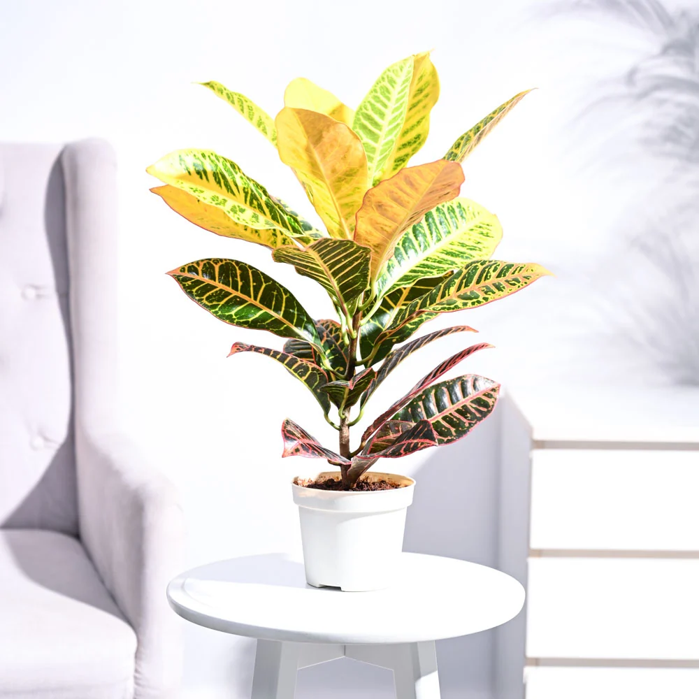 Banglori Croton