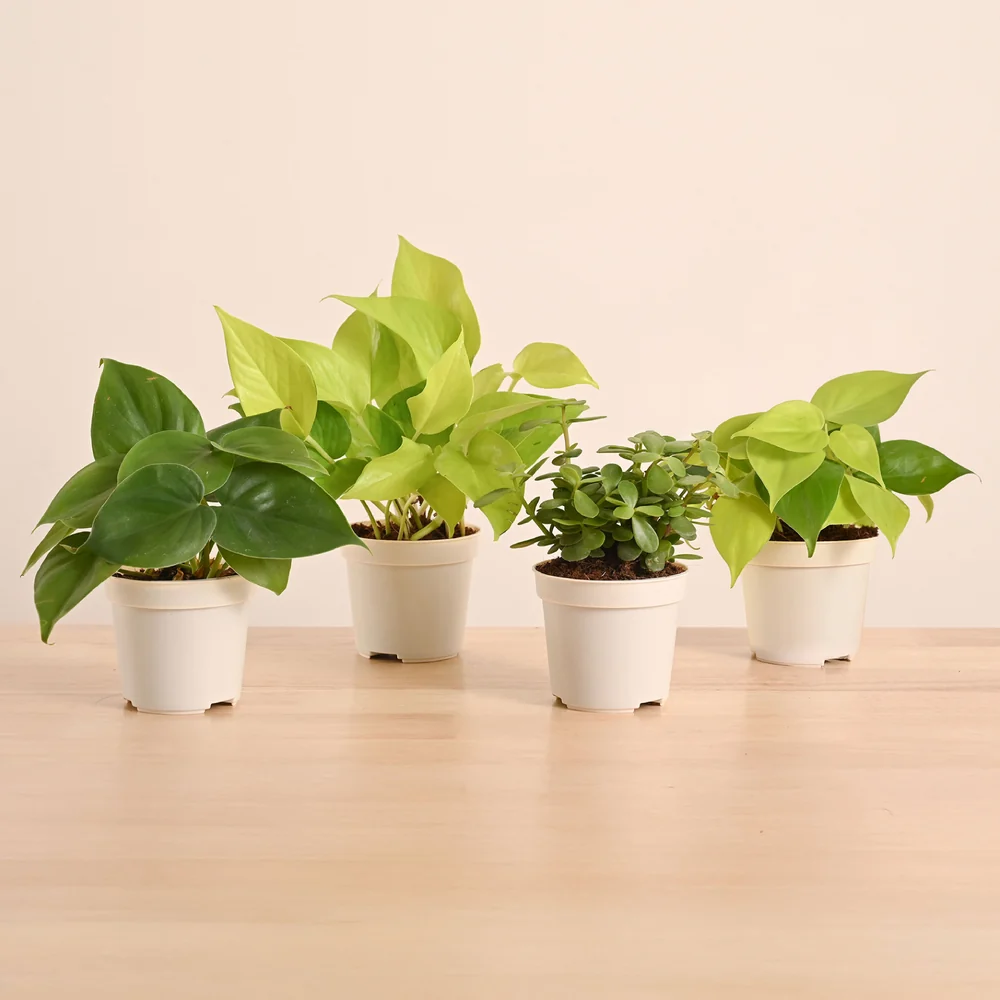 Set of 4 indoor plant ( low maintenance)