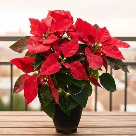 Poinsettia
