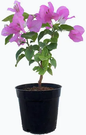Buganvalia plant