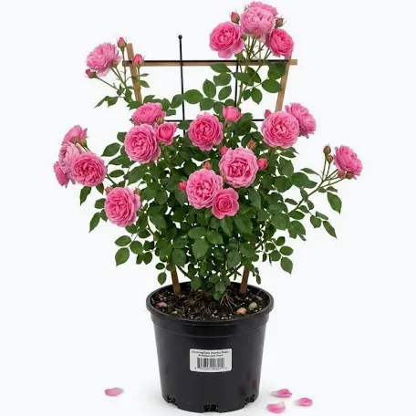 Rose plant