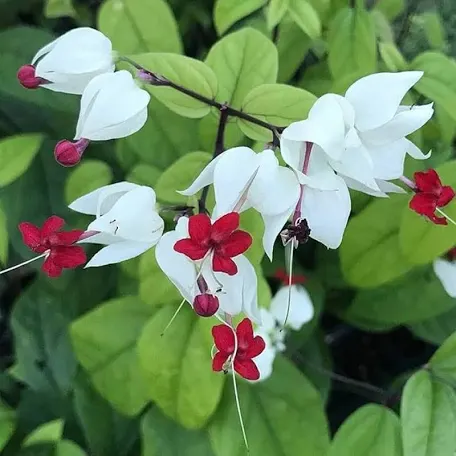 Bleeding heart