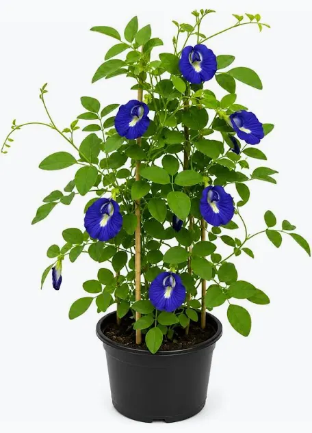Aprajita plant