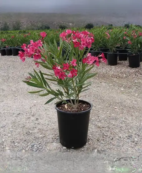 Kaneer plant