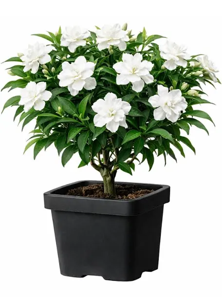 Gardenia plant