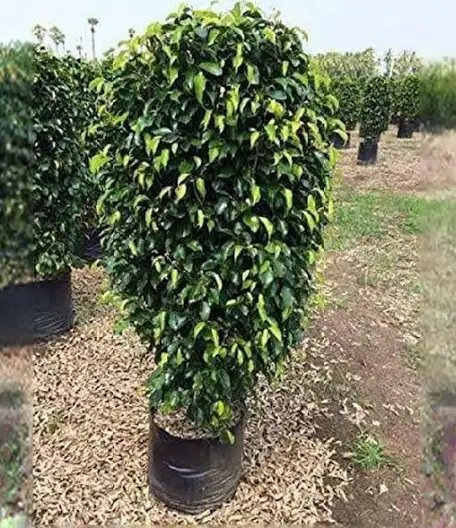 Black ficus