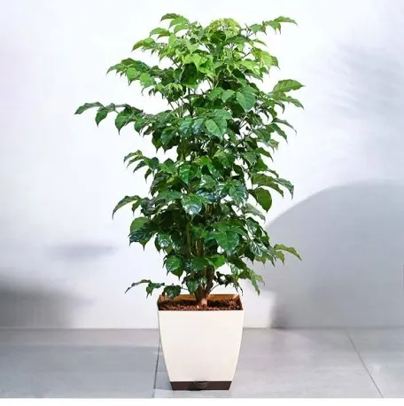 Machira plant