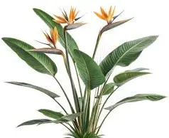 Bird of paradise