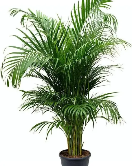 Erica palm