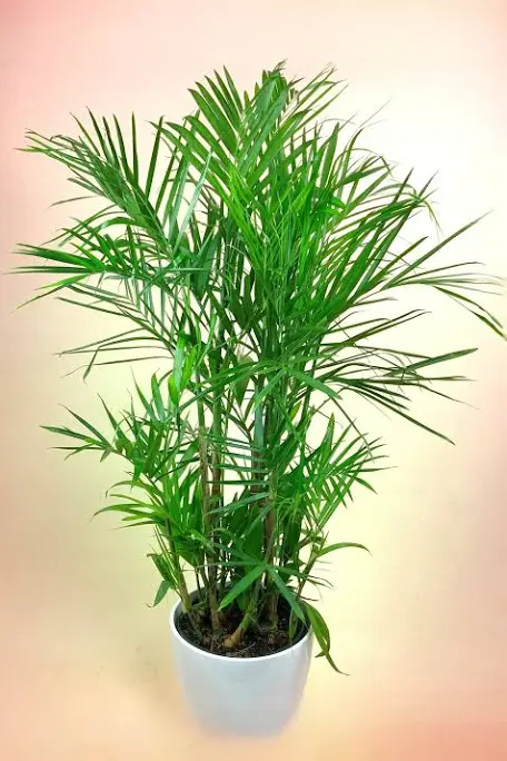 King palm plant