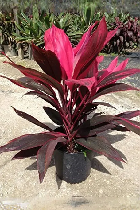 Dricena plant
