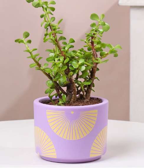 Terracotta planter 3074 A