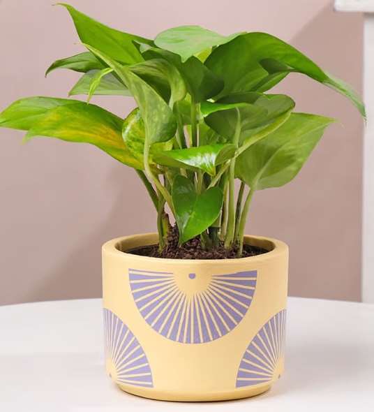 Terracotta planter 3074 B