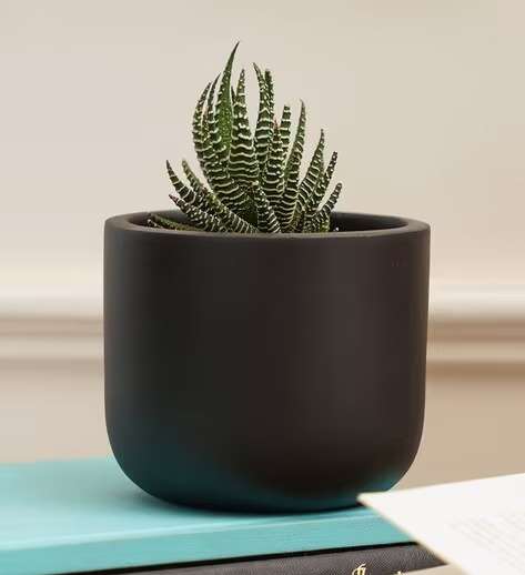 Terracotta planter 3079