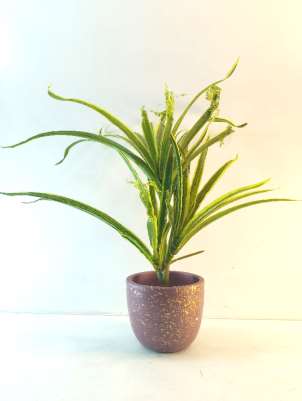 Terracotta planter 3046