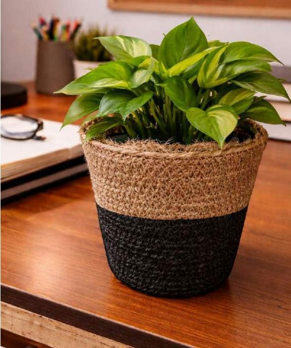 Small jute planter 1742AB