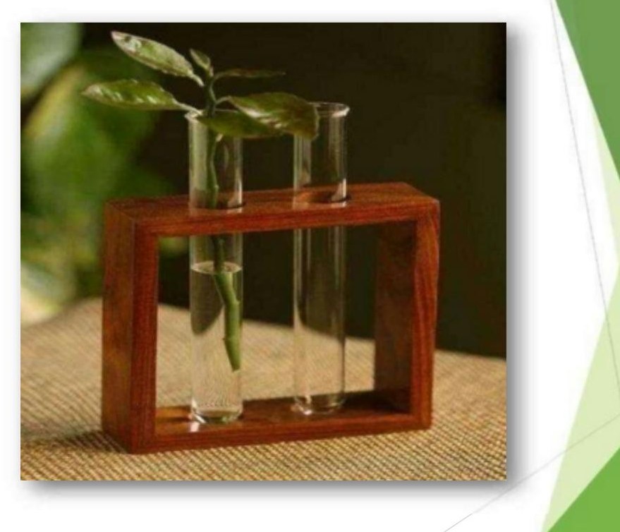 Planter tubes in wooden holder 1004