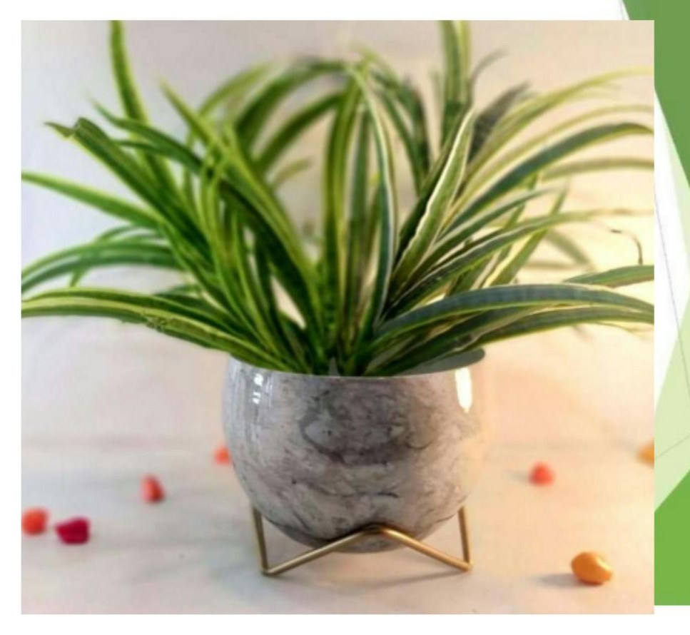 Lavender pots 1321F