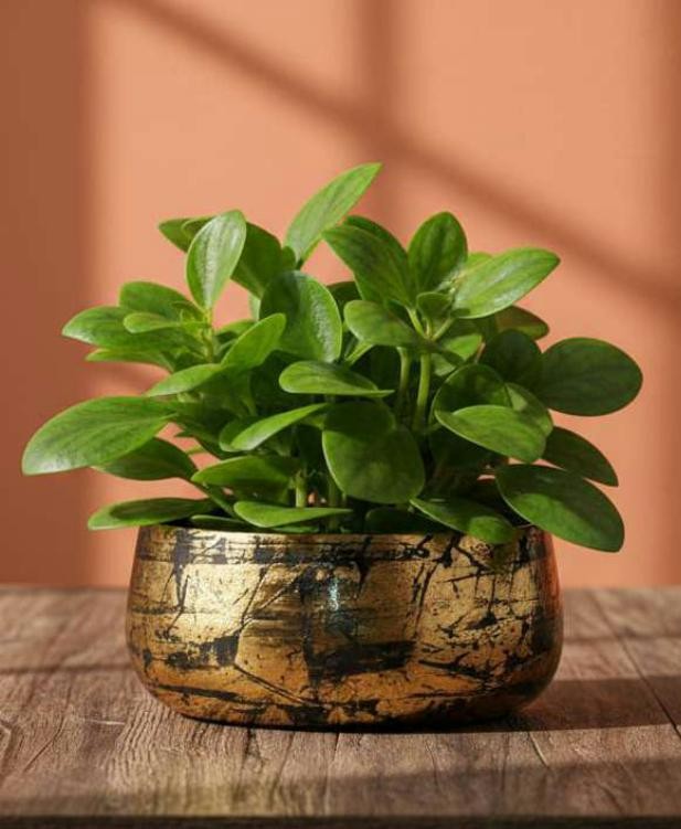 Iron handi pot 1333G