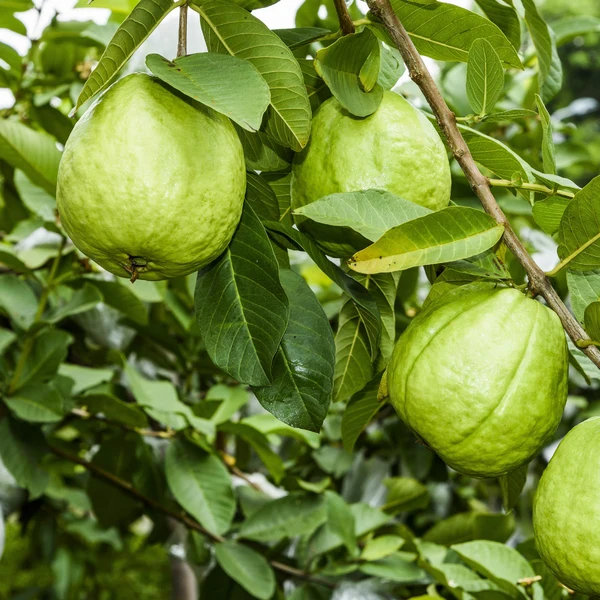 Guava plant