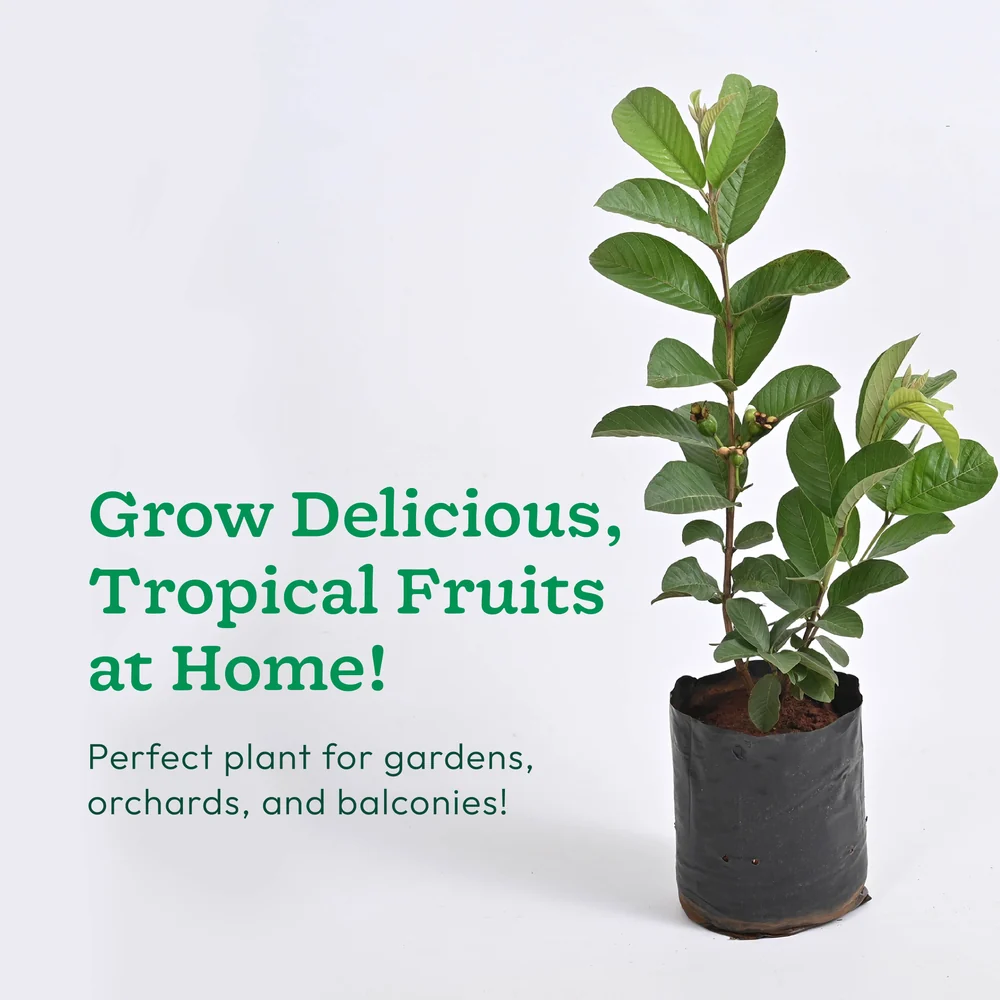 Guava plant, image 2 of 5