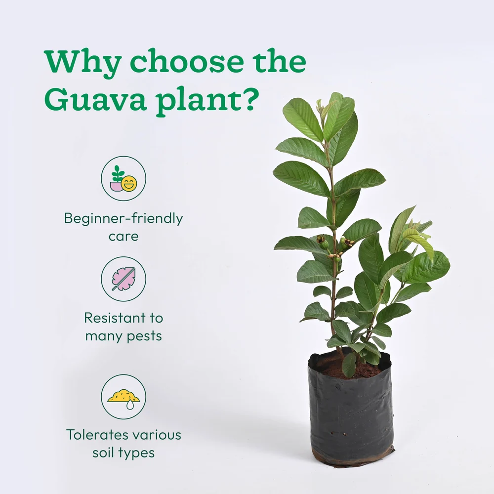 Guava plant, image 4 of 5
