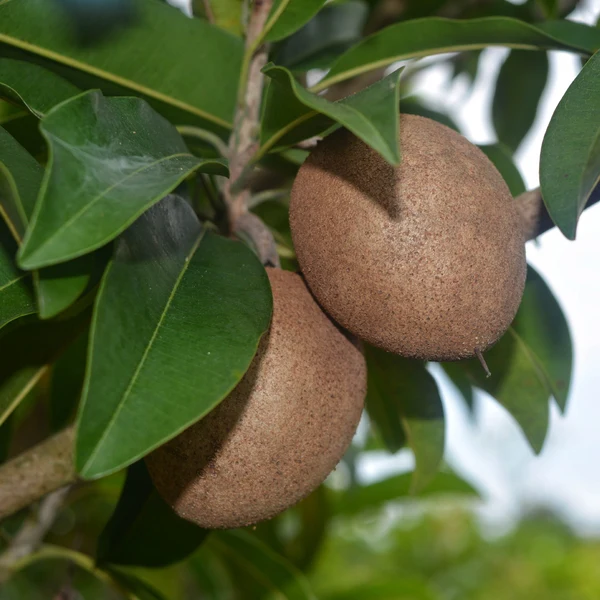 Chiku plant