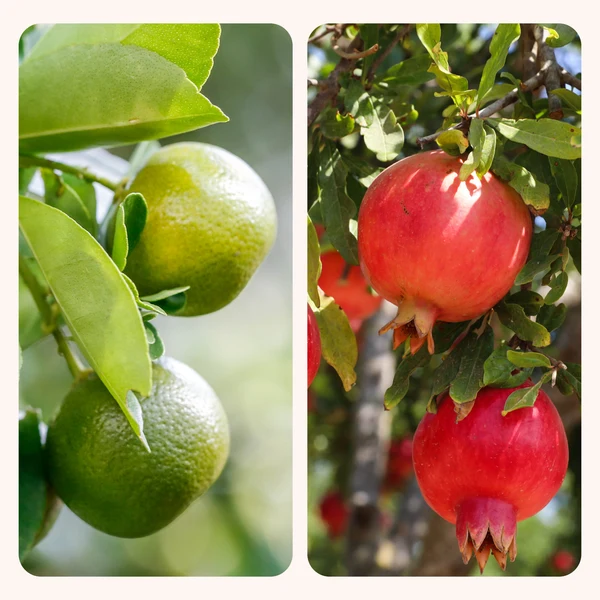 Pomegranate plant