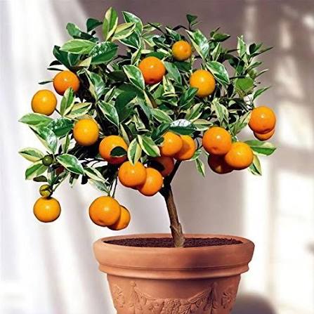 Ornamental nimbu