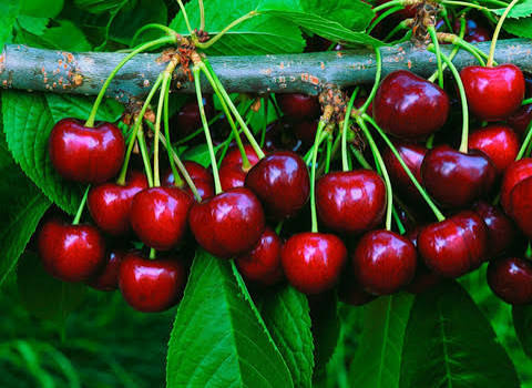 Cherry plant