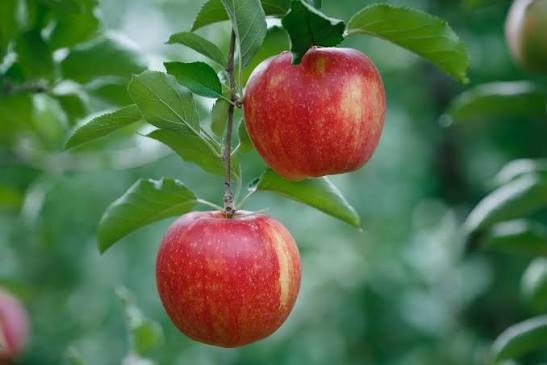 Apple plant