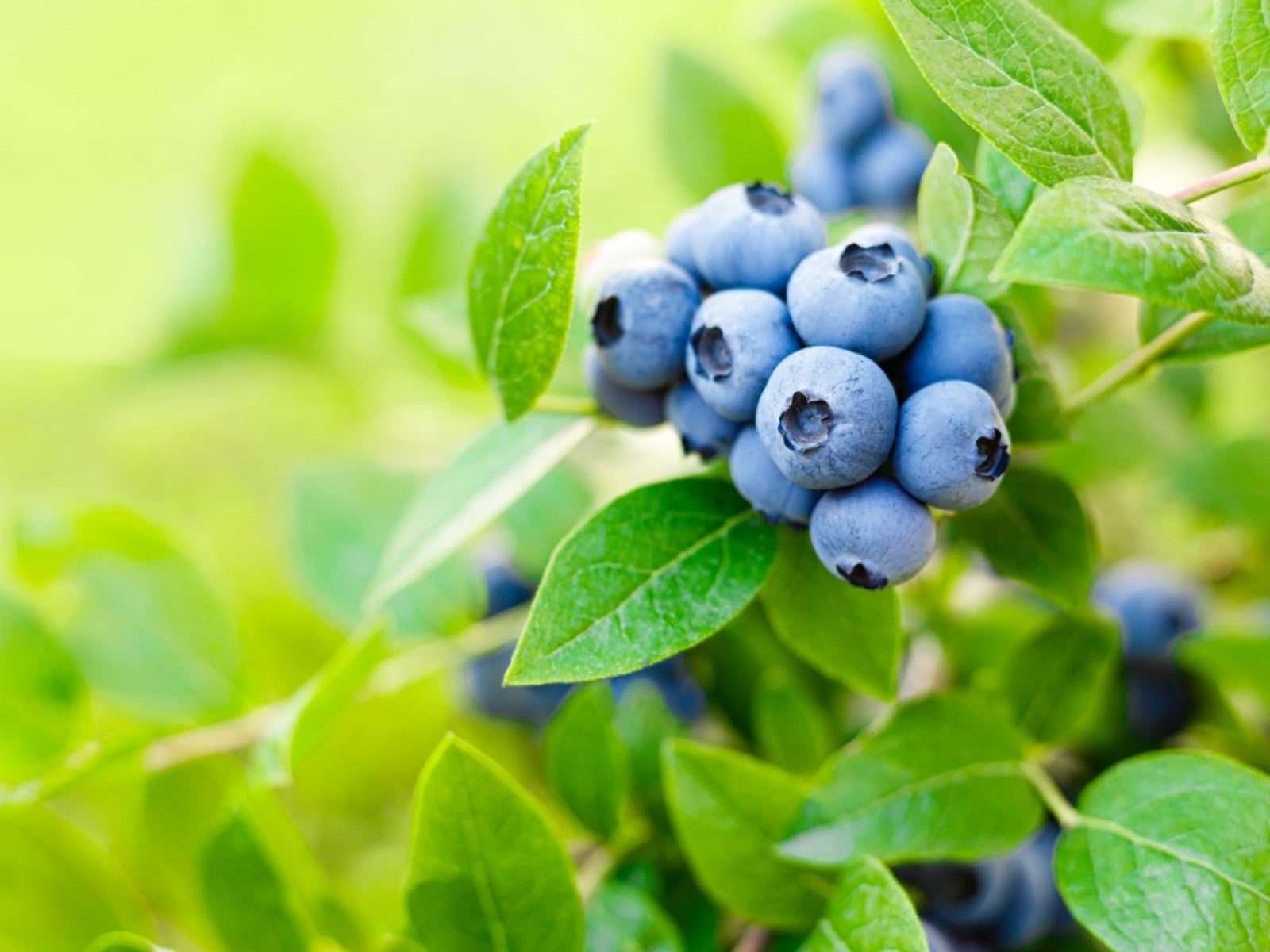Blueberry plant
