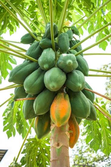 Fruit plant