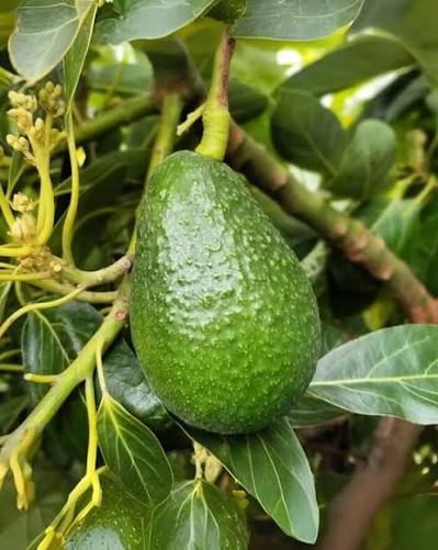 Avocado plant