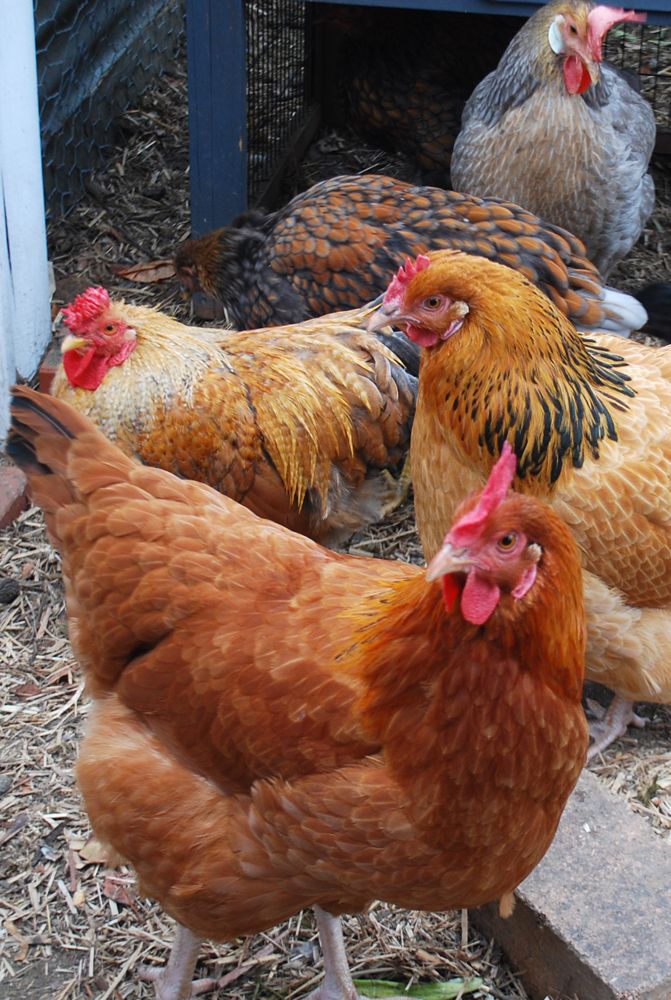 Local chicken 500g