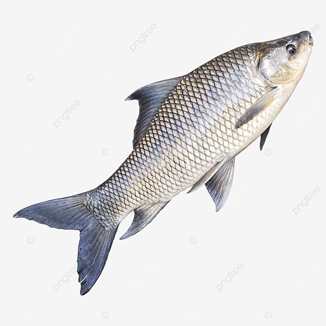 Rohu fish 1kg, 2ৰ ভিতৰত ফটো 2