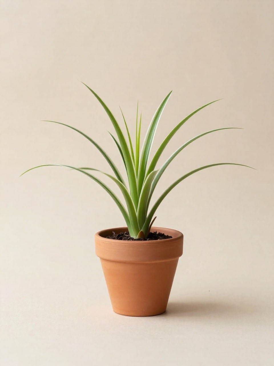 Spider Plant