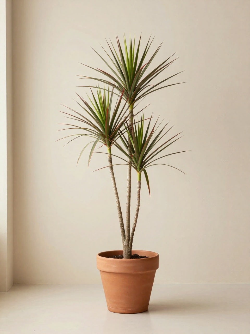 Dracaena Marginata