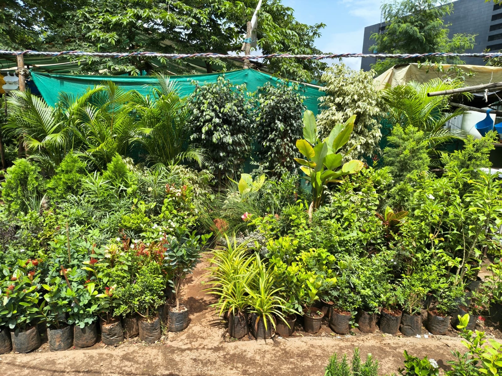 About Ajeet Nursery