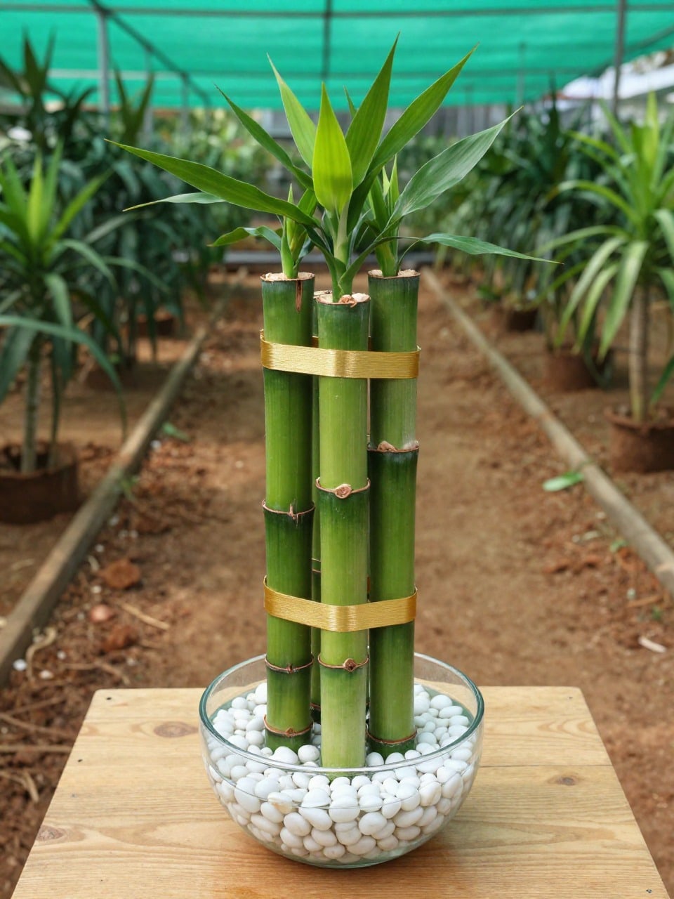Lucky Bamboo - 2 layer