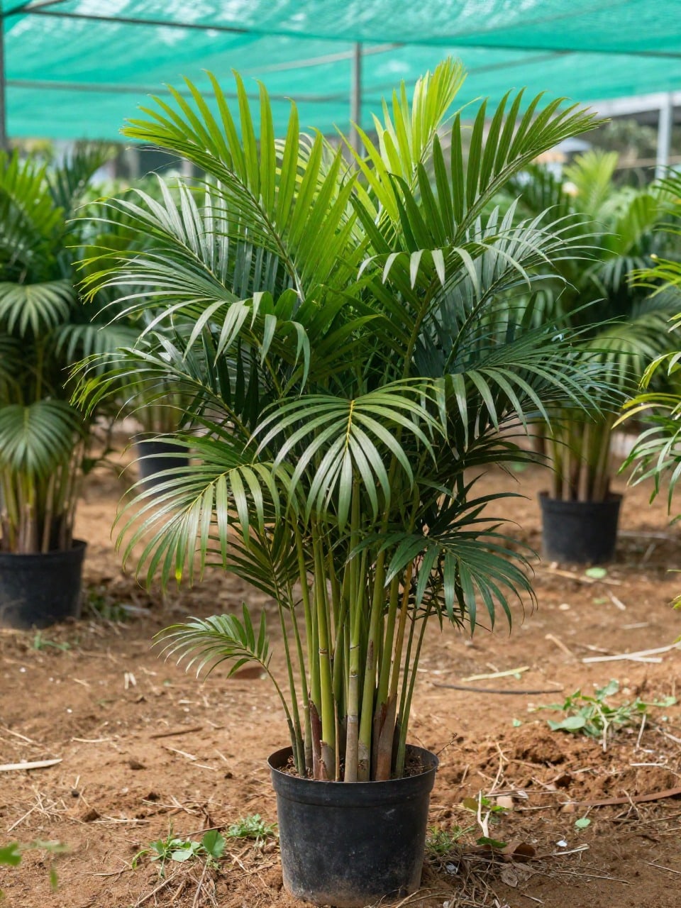 Areca Palm - Small